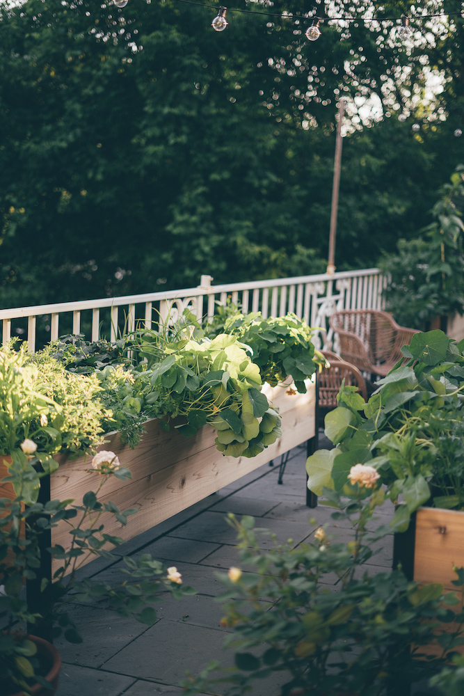 The Ultimate Guide to Container Gardening